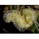 Bach Flower Remedies for Animals - Willow